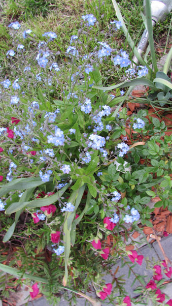  - A A Flori de gradina 1