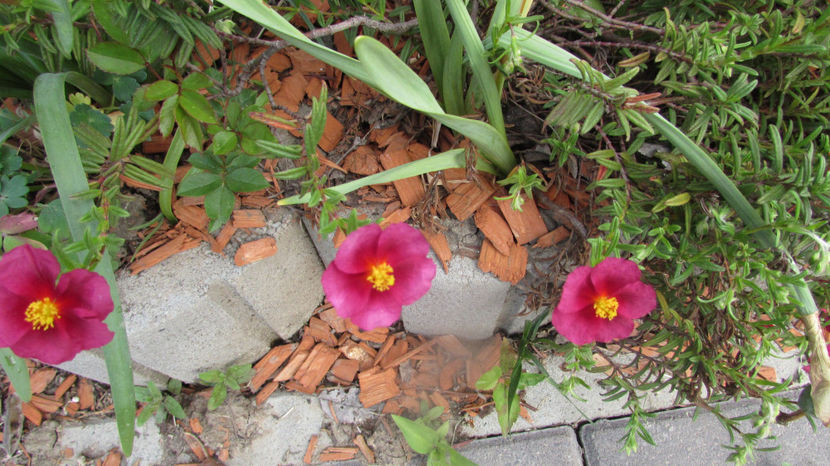  - A A Flori de gradina 1