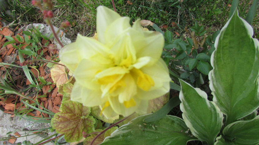  - A A Flori de gradina 1