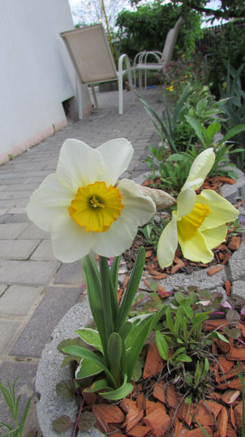  - A A Flori de gradina 1