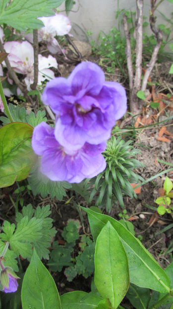  - A A Flori de gradina 1