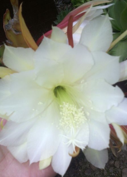  - EPYFILIUM 1 Oxypetalum