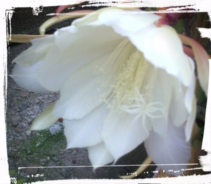  - EPYFILIUM 1 Oxypetalum