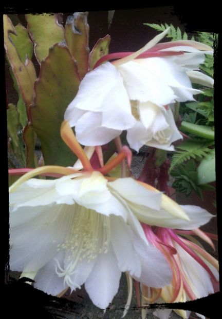  - EPYFILIUM 1 Oxypetalum