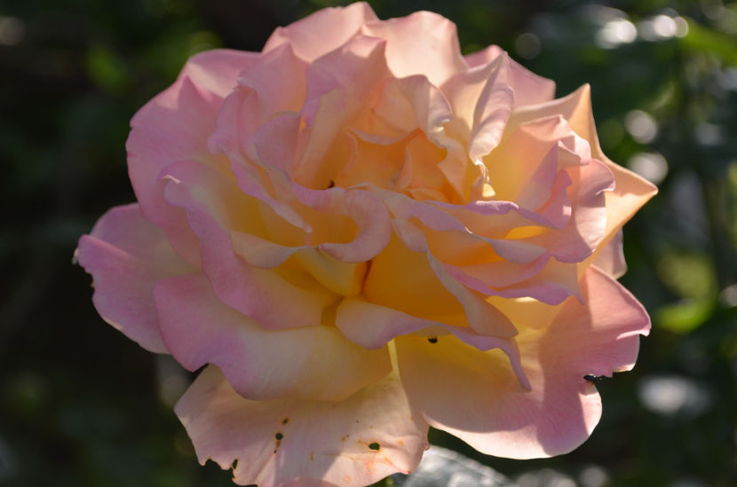  - dragostea  de natura