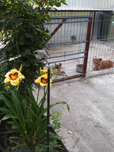  - Crini de toate felurile!