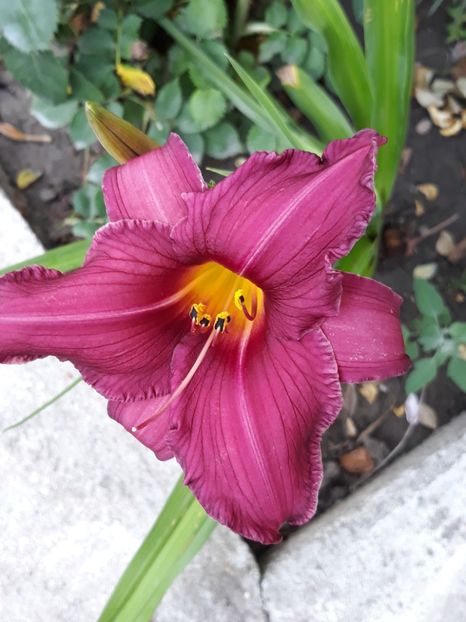  - Crini de toate felurile!