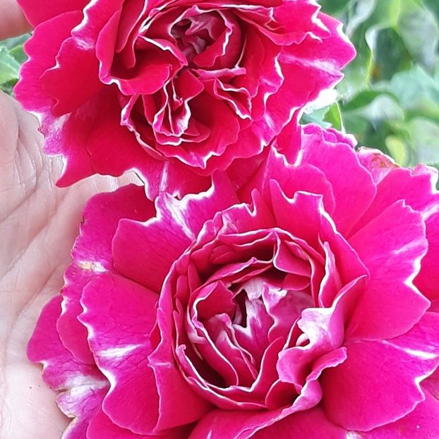  - Rose 2019