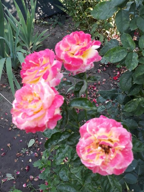  - Rose 2019