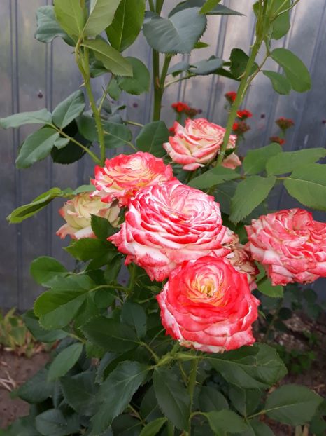 - Rose 2019