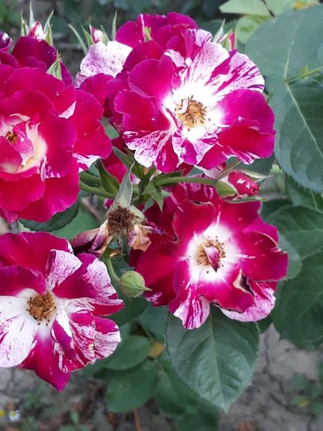  - Rose 2019