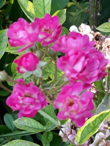  - Rose 2019