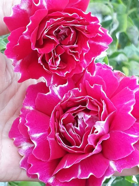  - Rose 2019