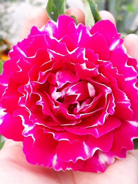  - Rose 2019