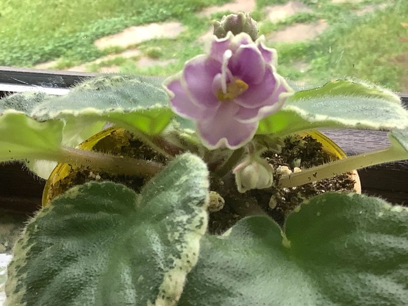  - Buckeye Saucy Irish