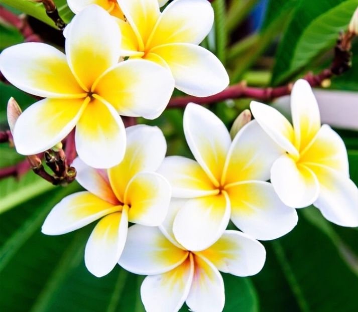 9394B16E-9139-487E-93E1-AFC213A4AC90 - plumeria vanzare