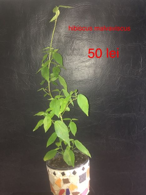 AC1BC521-EDCC-4A9F-A5BF-D40F1272F0A3 - plante disponibile vanzare 2019