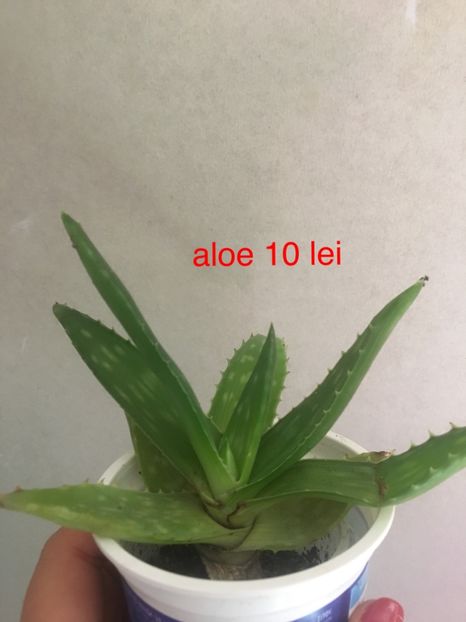 12793F12-B3F7-4C1A-AAE9-5521CF3F6059 - plante disponibile vanzare 2019