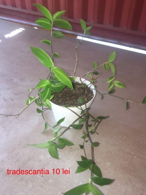 20F9DE91-59CF-4AC2-8AEA-1E616D75F840 - plante disponibile vanzare 2019