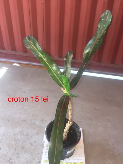 517A9ECC-3A9E-4A21-A8BA-9729D5915ED5 - plante disponibile vanzare 2019