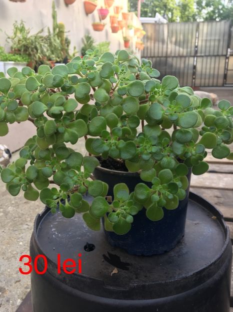 3D1A5827-2F0E-4227-BD67-87E191B8E5B3 - plante disponibile vanzare 2019