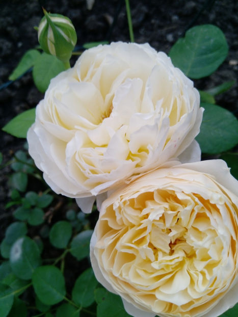  - Gradina iunie 2019