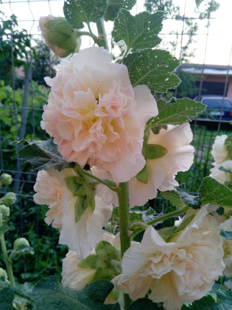  - Gradina iunie 2019