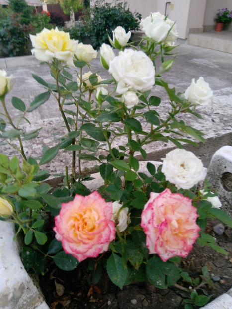  - Gradina iunie 2019