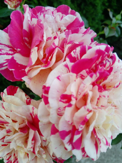  - Gradina iunie 2019