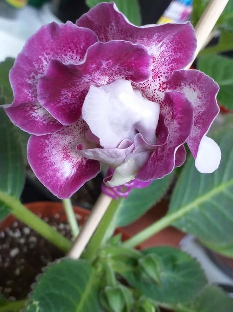 Larisa (13 a) - Gloxinii 2019