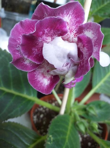  - Gloxinii 2019