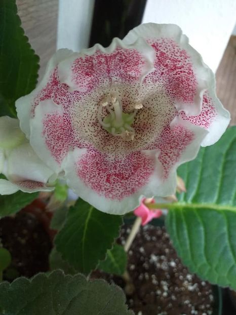  - Gloxinii 2019