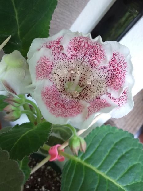 Dotted Red - Gloxinii 2019