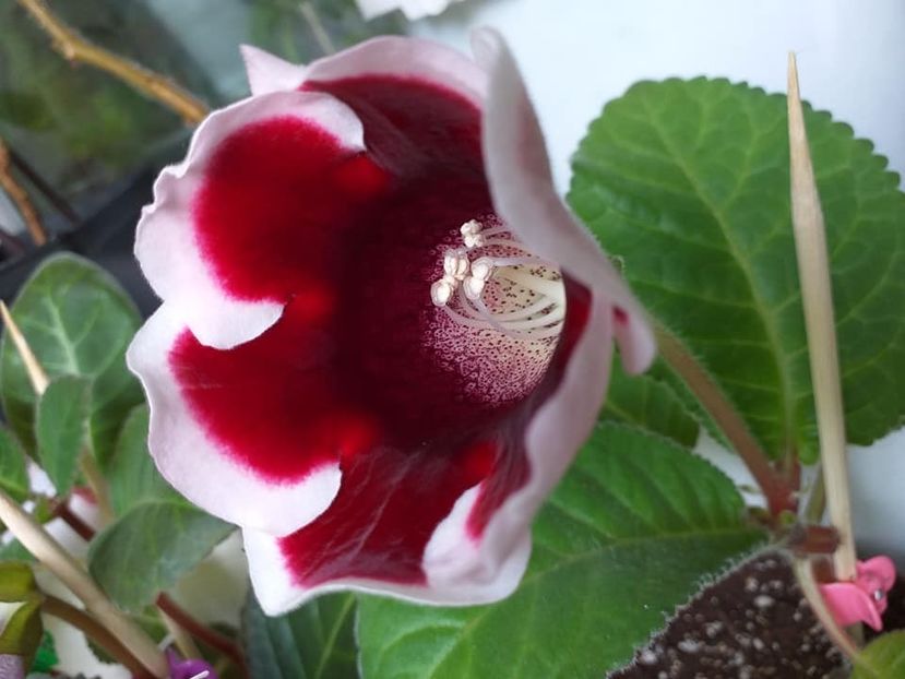  - Gloxinii 2019