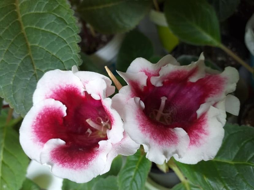  - Gloxinii 2019