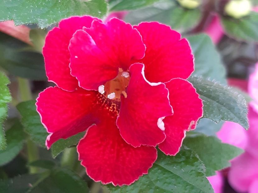 BriD’s 64-19 Sofia? - Achi din semințe BriDs 2019