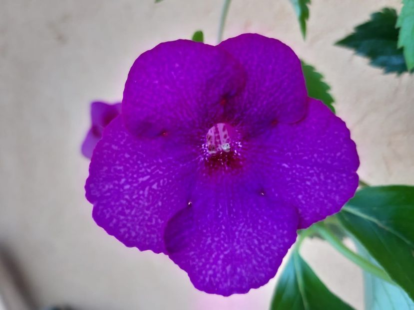 BriD’s 65-19 - Achi din semințe BriDs 2019