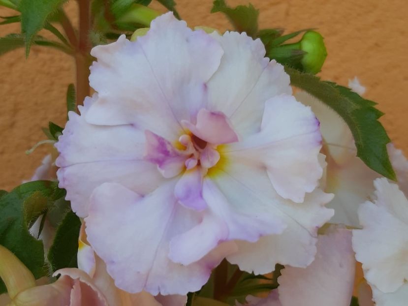 BriD’s 68-19 - Achi din semințe BriDs 2019