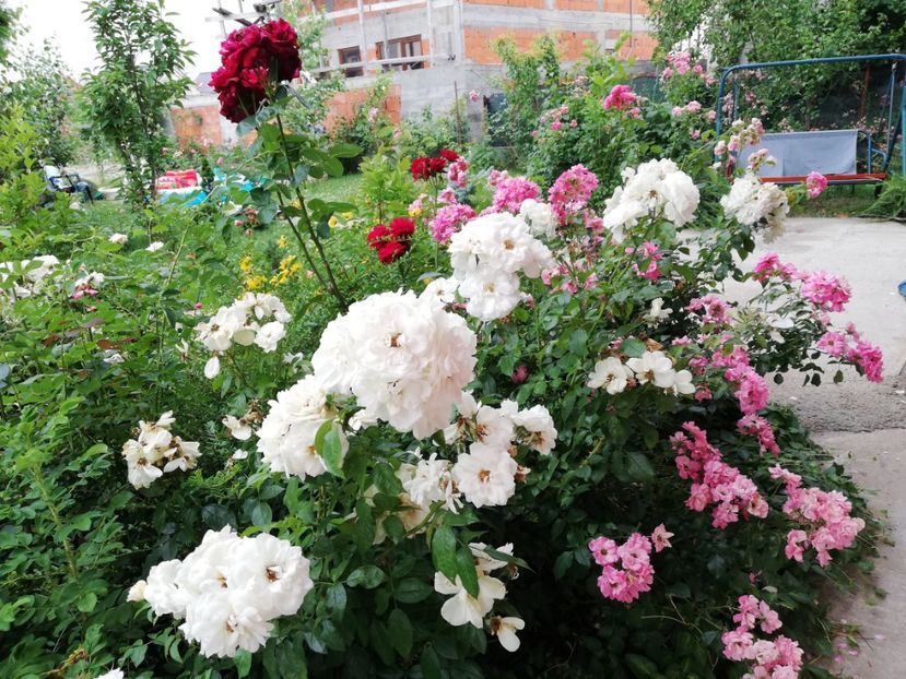  - Uetersener klosterrose- urcator