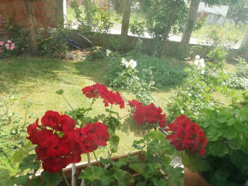  - Plante de interior