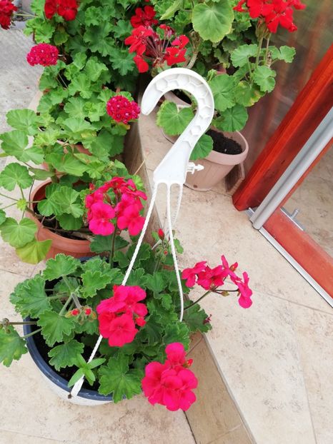  - Plante de interior