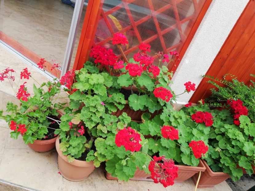  - Plante de interior