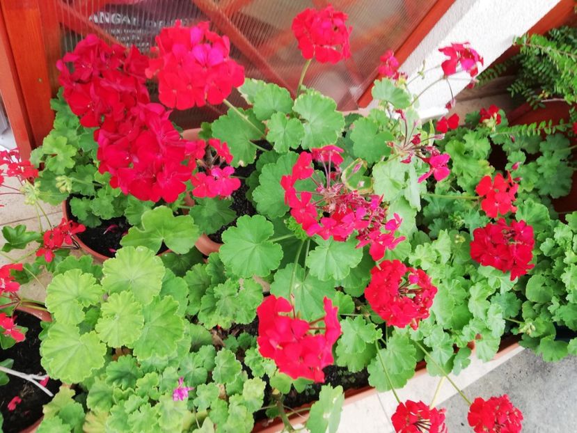  - Plante de interior