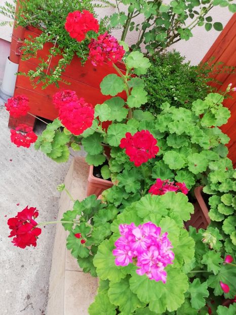  - Plante de interior