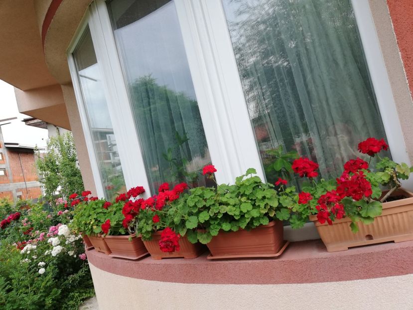 - Plante de interior