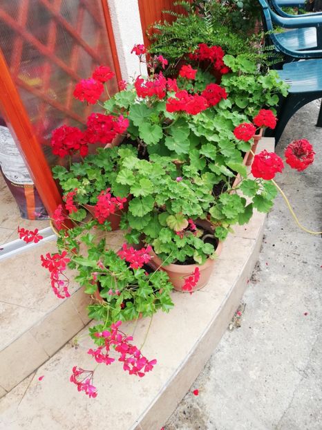  - Plante de interior