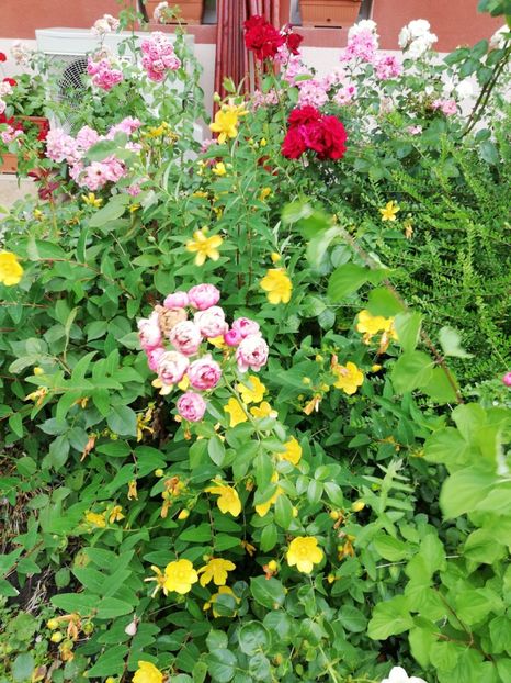  - Plante decorative de exterior si perene