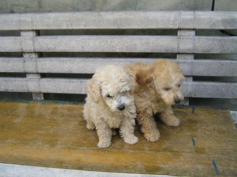  - MUKY_ ceva special