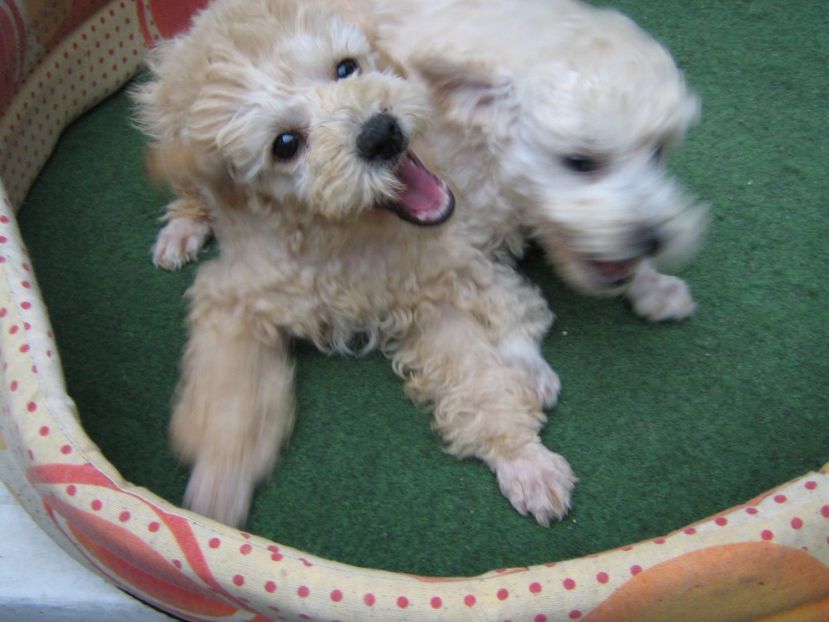  - MUKY_ ceva special