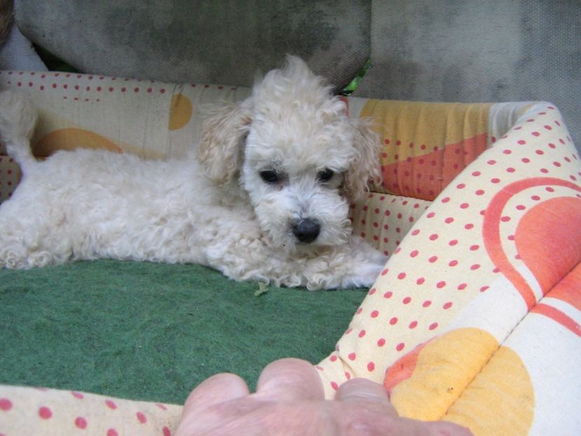  - MUKY_ ceva special